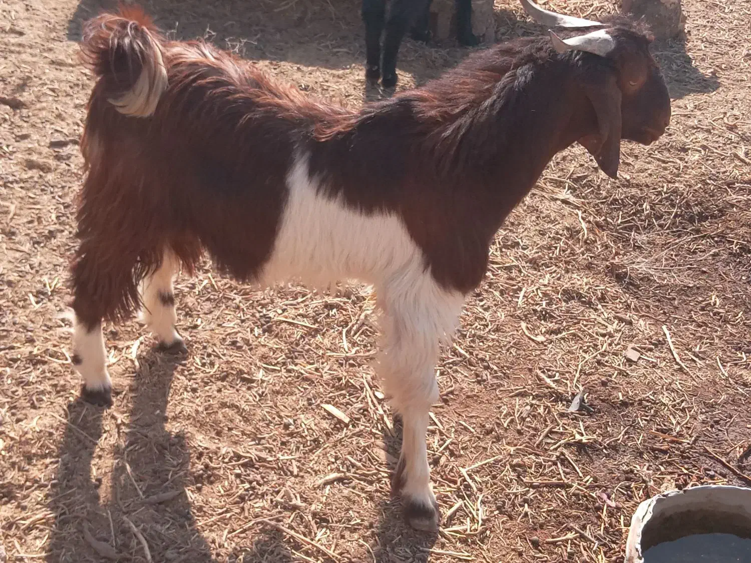 کهر نر|حیوانات مزرعه|زهک, |دیوار