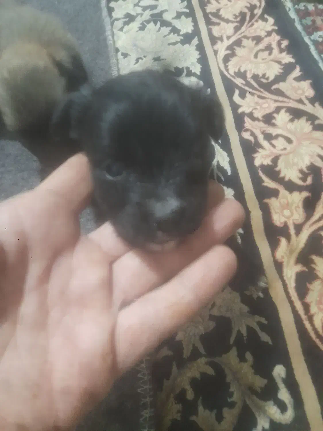 سگ زیبا و با وفا باهوش|سگ|بم, |دیوار