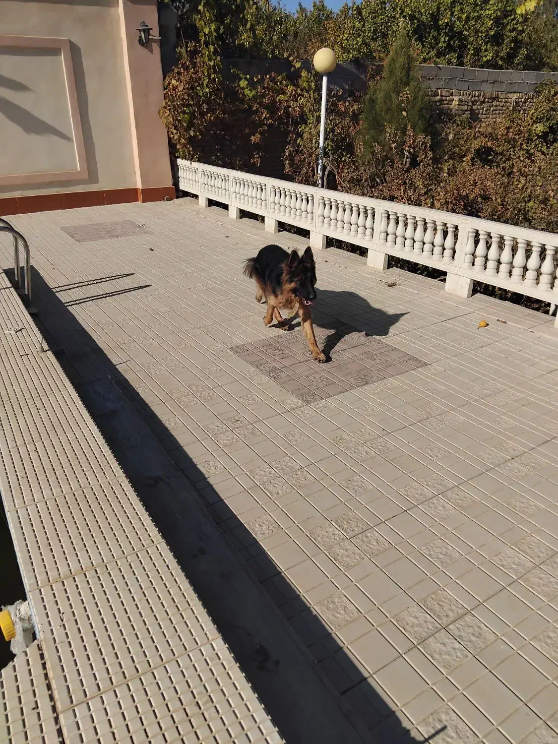 سگ ژرمن|سگ|مشهد, هفده شهریور|دیوار