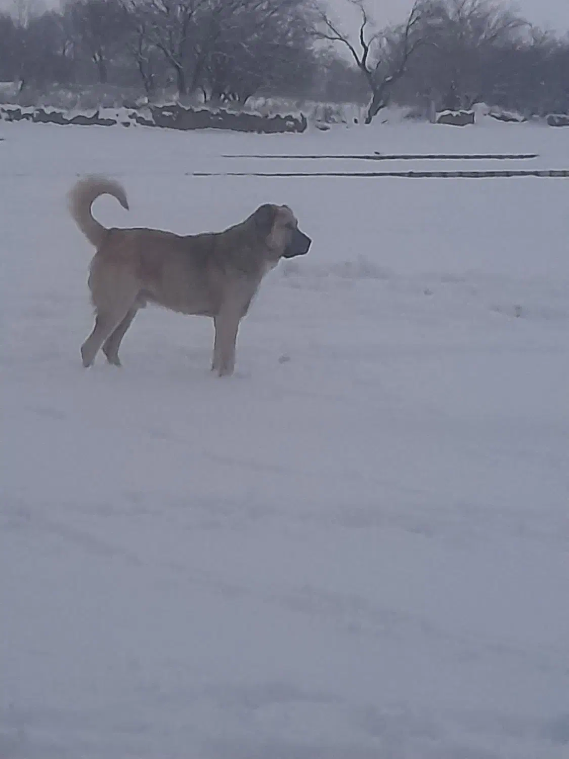 حیوان|سگ|کرانی, |دیوار