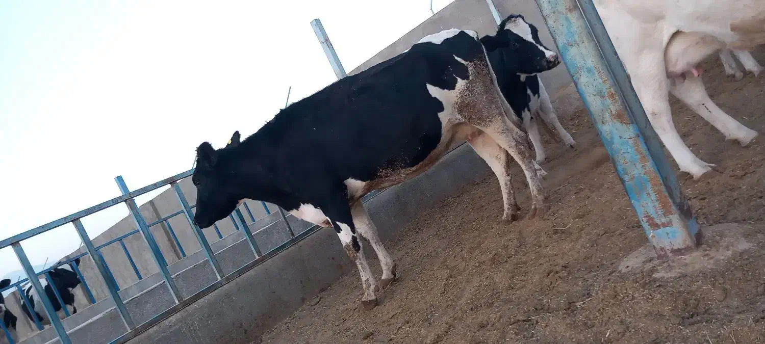 گاوشیری وتلیسه ابستن|حیوانات مزرعه|باشتین, |دیوار