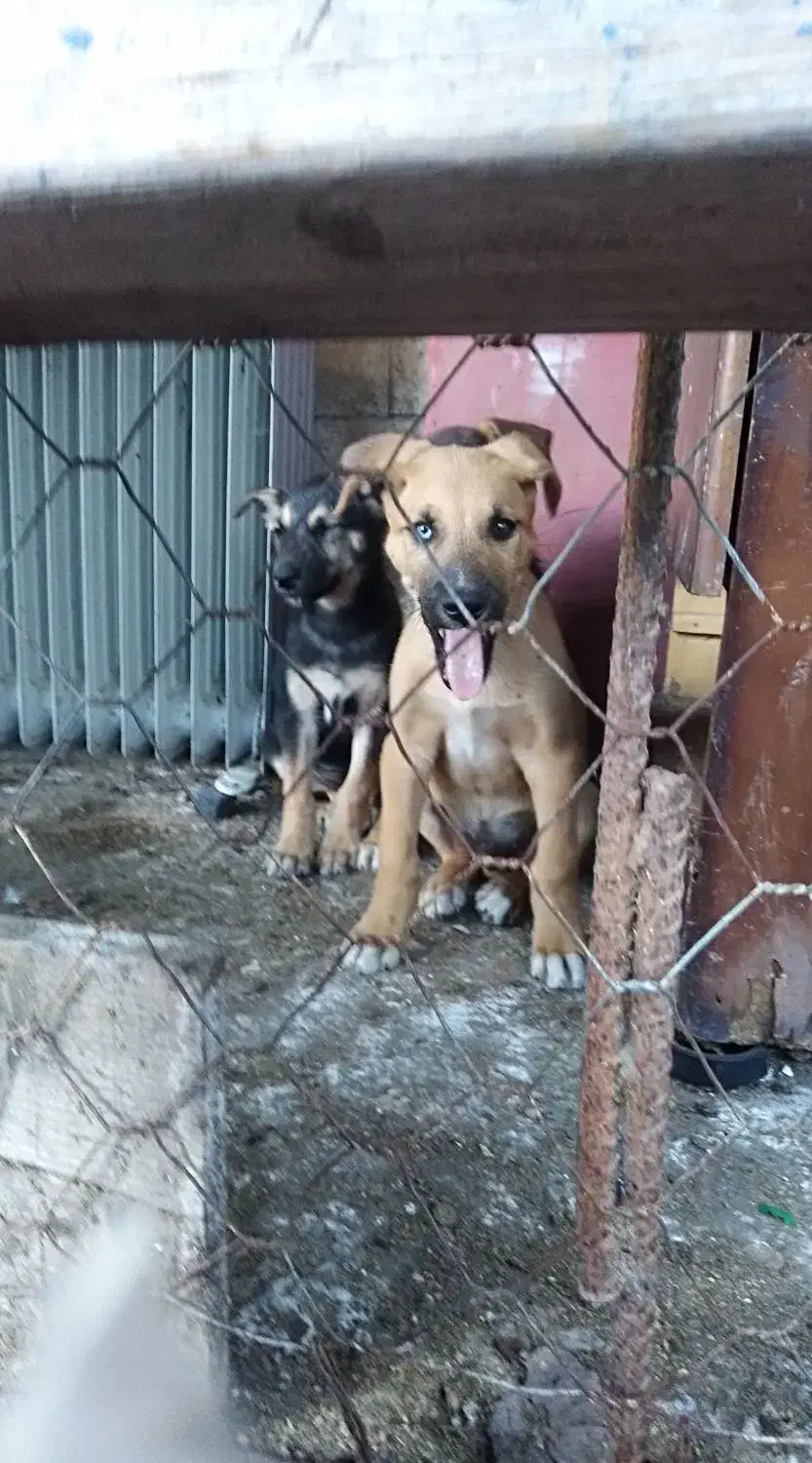 توله سگ رایگان برا واگذاری|سگ|رودسر, |دیوار