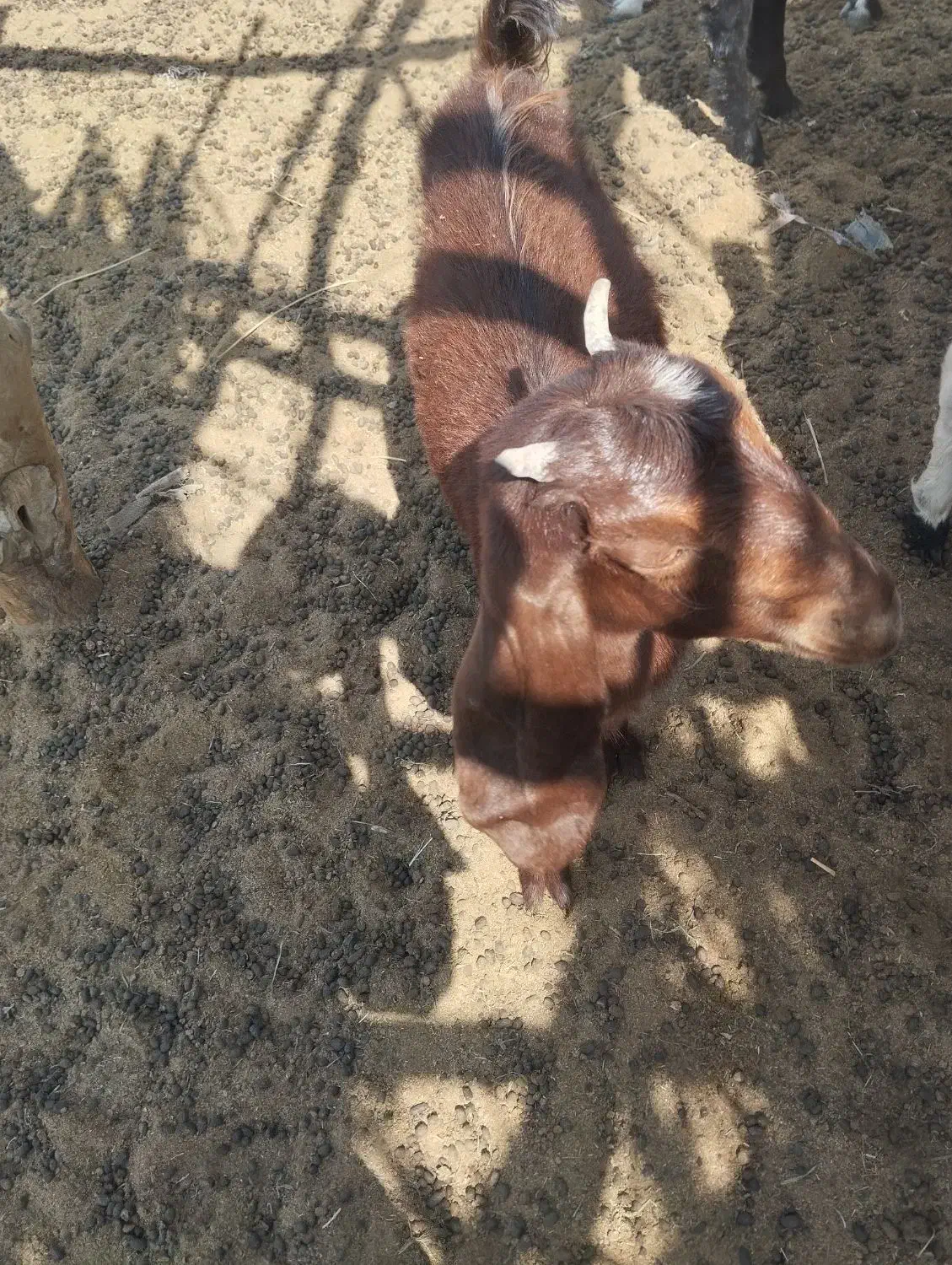 گتاج|حیوانات مزرعه|ایرانشهر, |دیوار