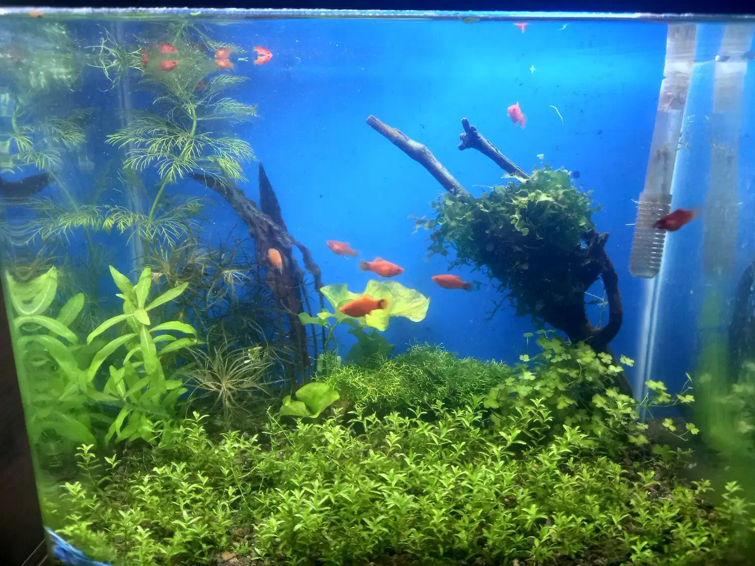 آکواریوم پلنت|ماهی|سنندج, |دیوار