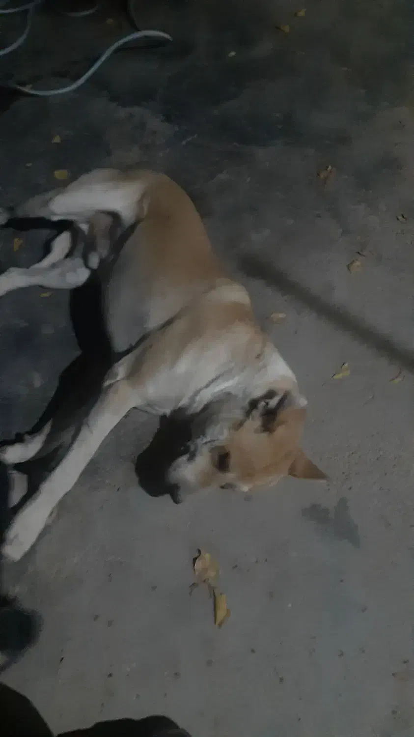 سگ گمشده|سگ|کامیاران, |دیوار