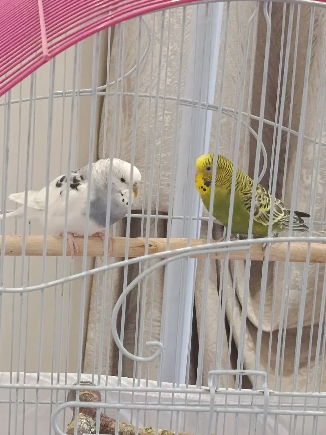 یک جفت مرغ عشق|پرنده|پردیس, فاز ۱۱|دیوار