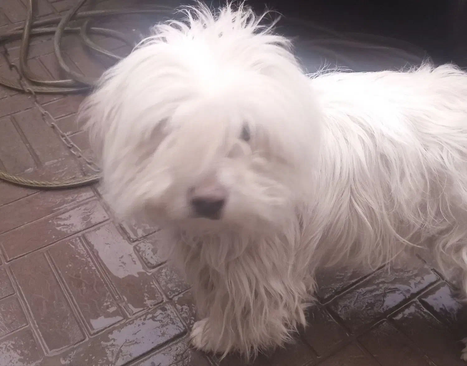 سگ شیتزو|سگ|قوچان, |دیوار