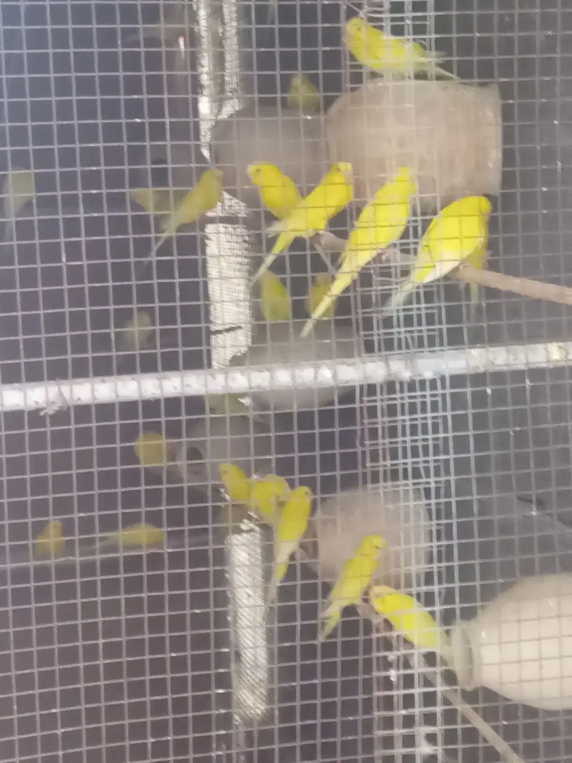 مرغ عشق هلندی|پرنده|بندر کنگان, |دیوار