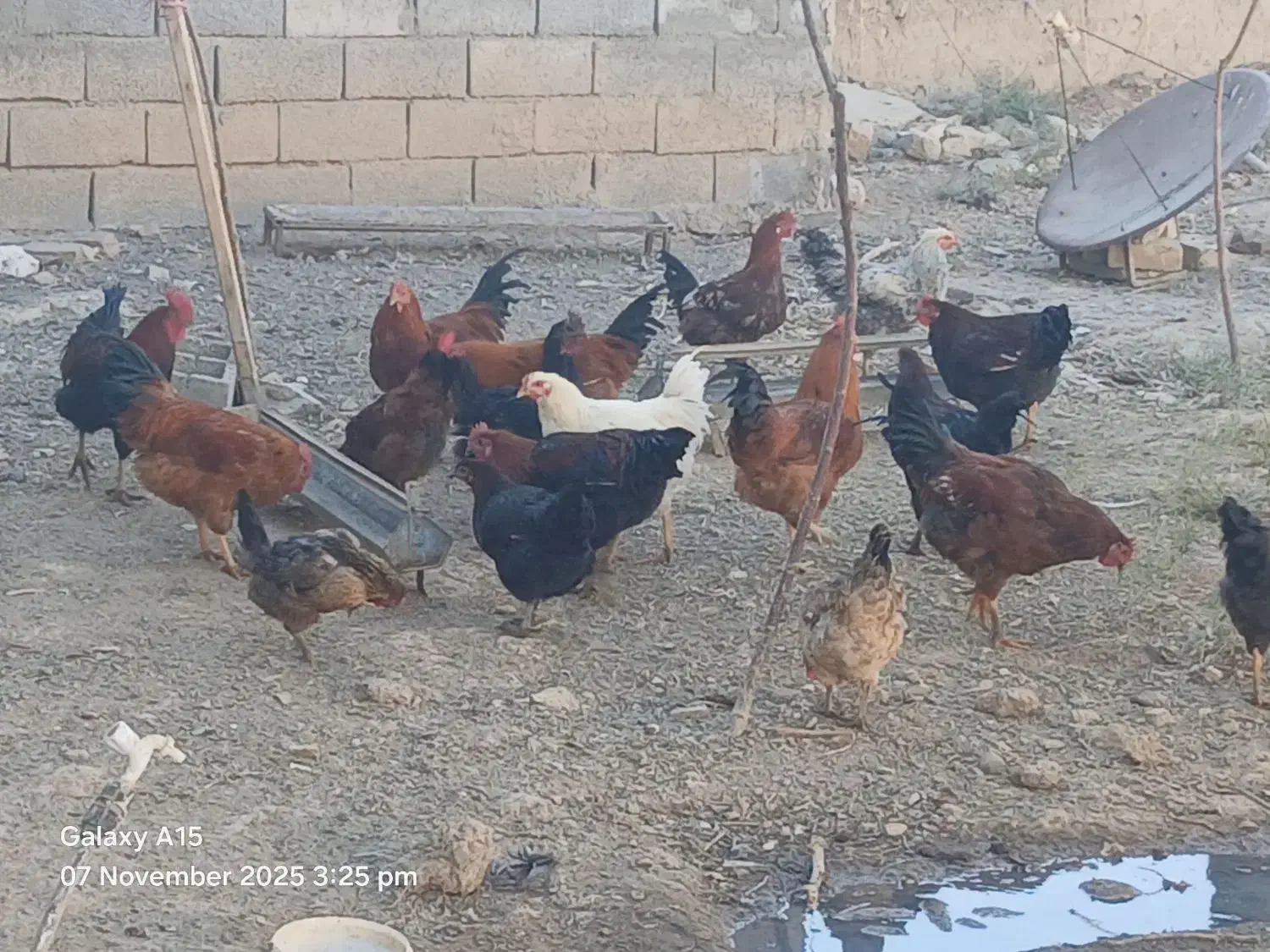 فروش خروس محلی ب صورت عمده و تکی|حیوانات مزرعه|فرمهین, |دیوار