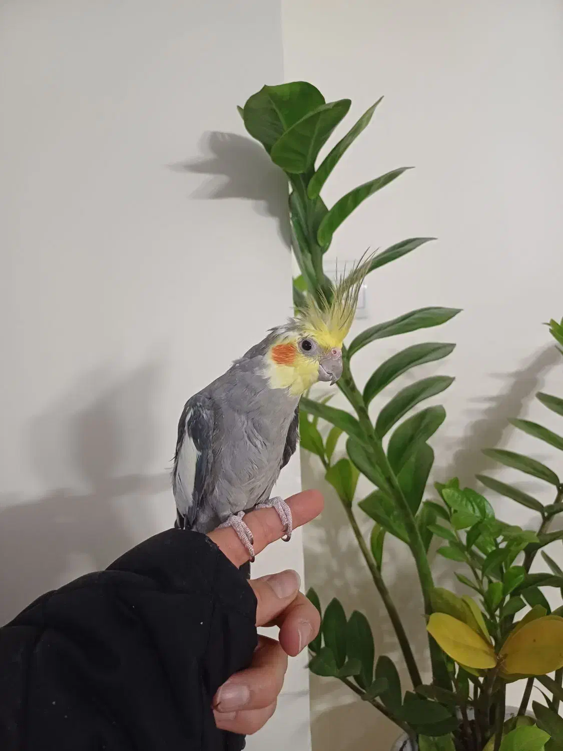 عروس هلندی نر|پرنده|تهران, امام زاده عبدالله|دیوار