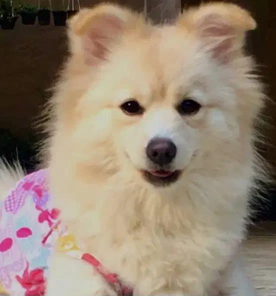 پامر اشپیتز ماده|سگ|قائم‌شهر, |دیوار