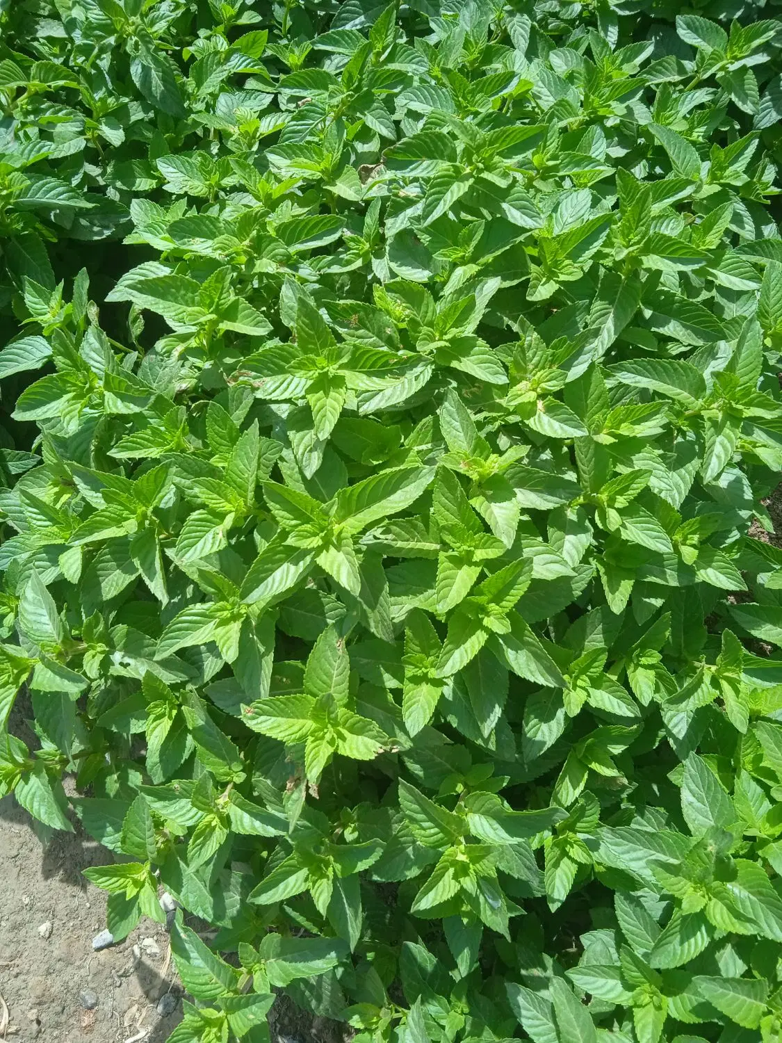 نعناع|خوردنی و آشامیدنی|نیمروز, |دیوار