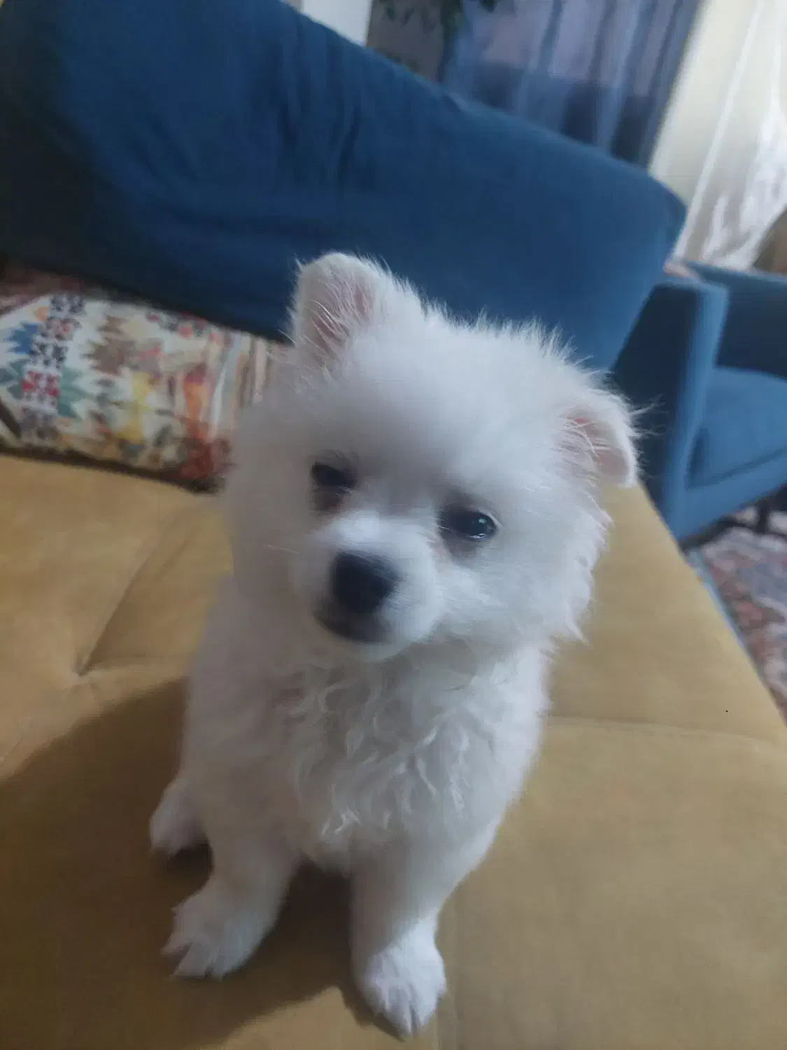 واگذاری سگ پامرین|سگ|شیراز, درکی|دیوار