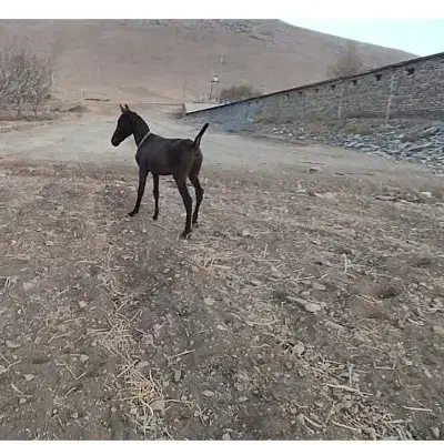 کره نریان اصیل|اسب و تجهیزات اسب‌سواری|کنگاور, |دیوار