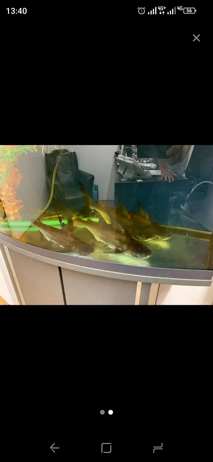 ماهی پنکوسی شکاری ،کوسه ماهی|ماهی|تهران, جوادیه تهرانپارس|دیوار