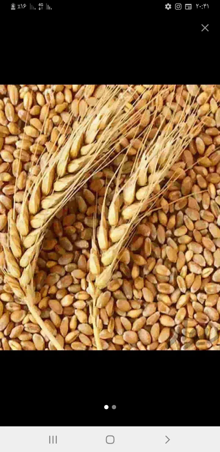 گندم|خوردنی و آشامیدنی|داران, |دیوار