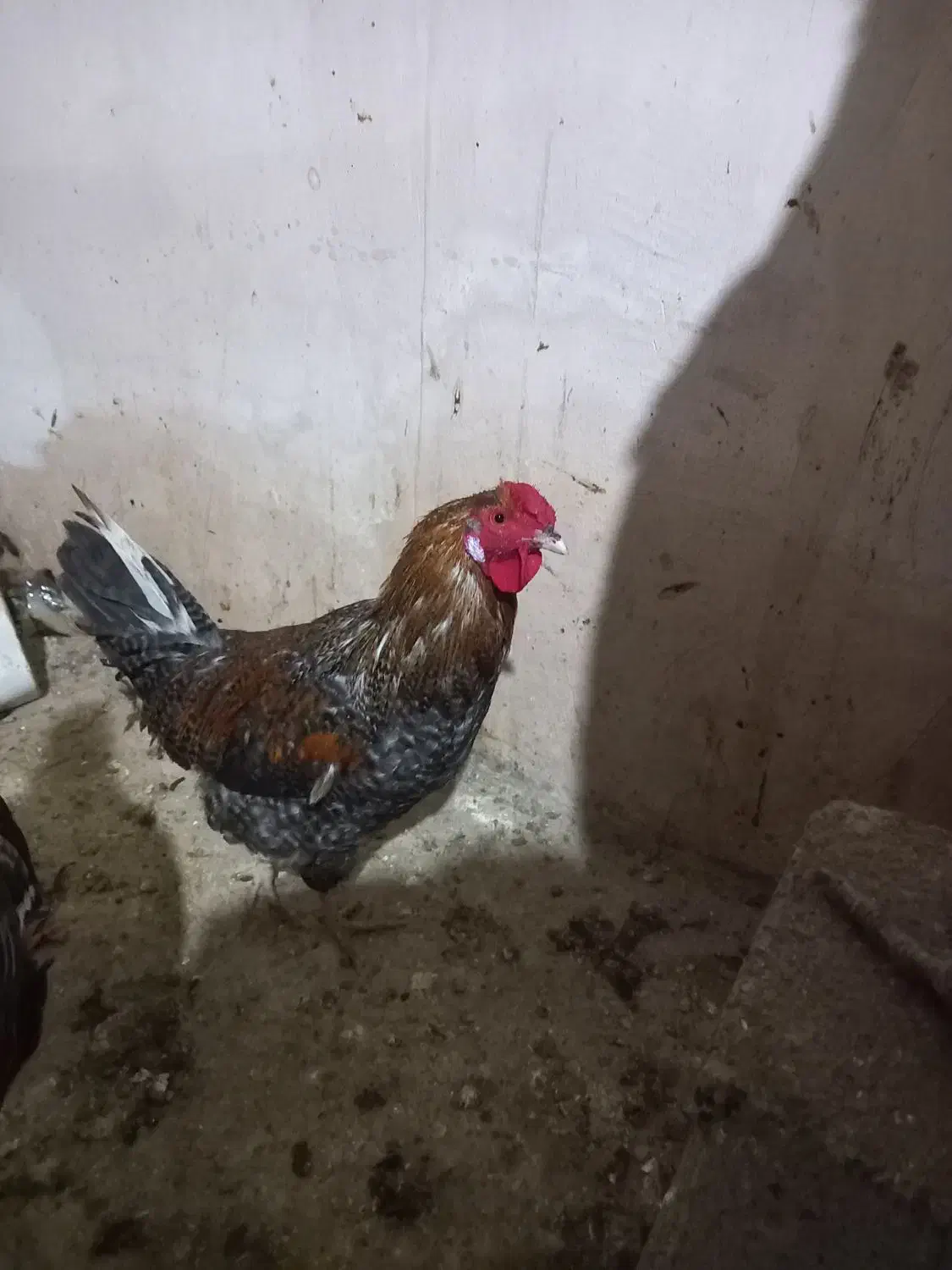 خروس رسمی|حیوانات مزرعه|صالح آباد, |دیوار