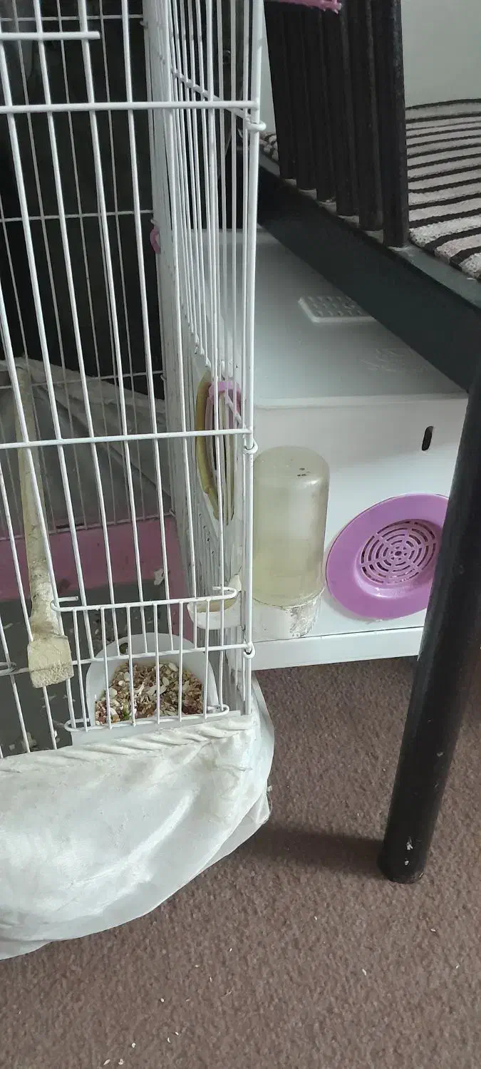 عروس جفت|پرنده|شهر ری, ظهیرآباد|دیوار