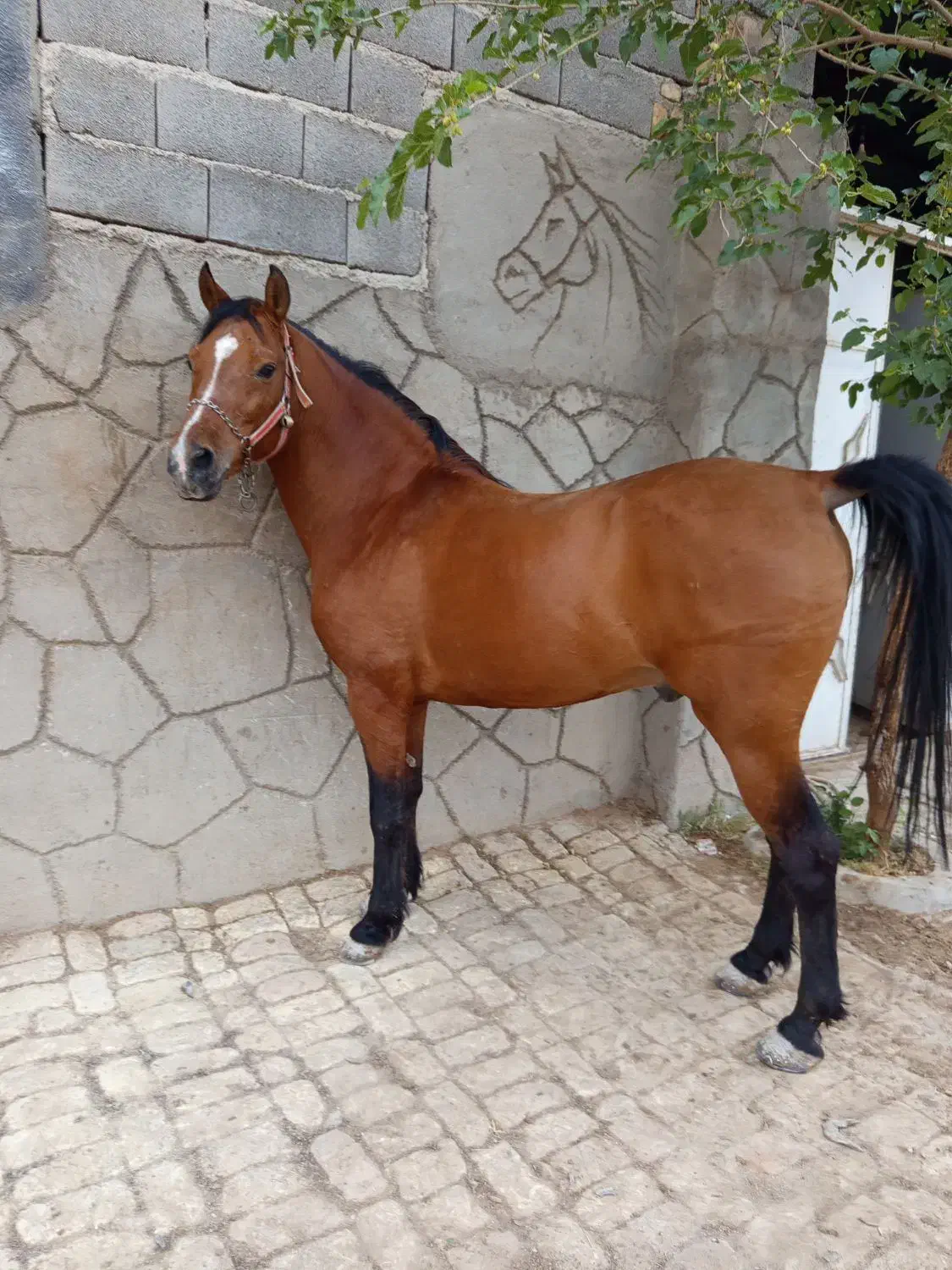 نریون درشور|اسب و تجهیزات اسبسواری|مهریز, |دیوار