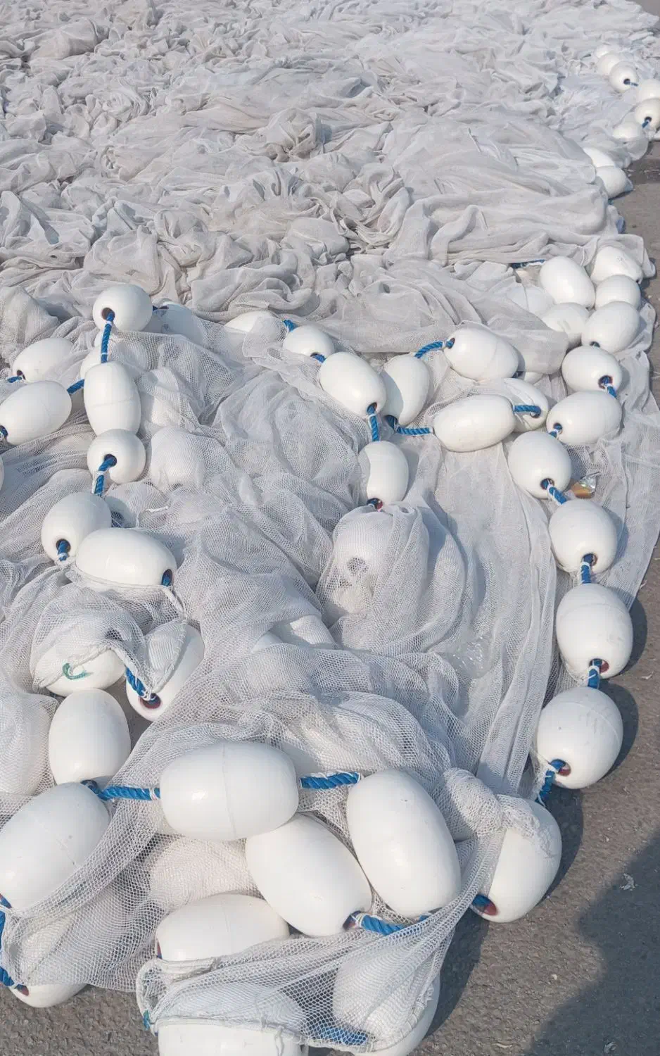 طور ماهی محاصره ای نوو نو|ماهیگیری|قشم, |دیوار