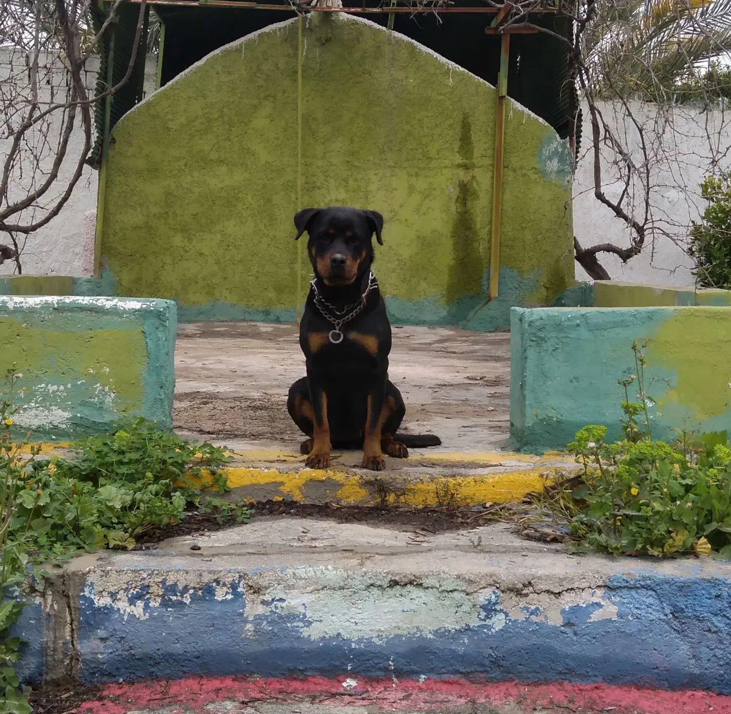 سگ روتوایلر اصیل|سگ|کازرون, |دیوار