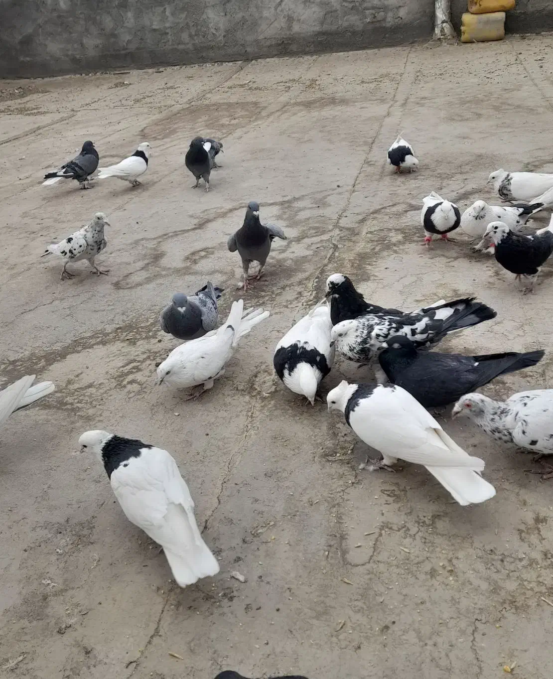 پرنده طوقی وا پلاکی|پرنده|شهرکرد, |دیوار