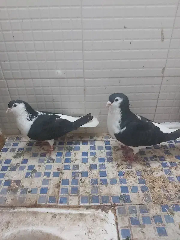 کفتر|پرنده|نیشابور, دارایی|دیوار