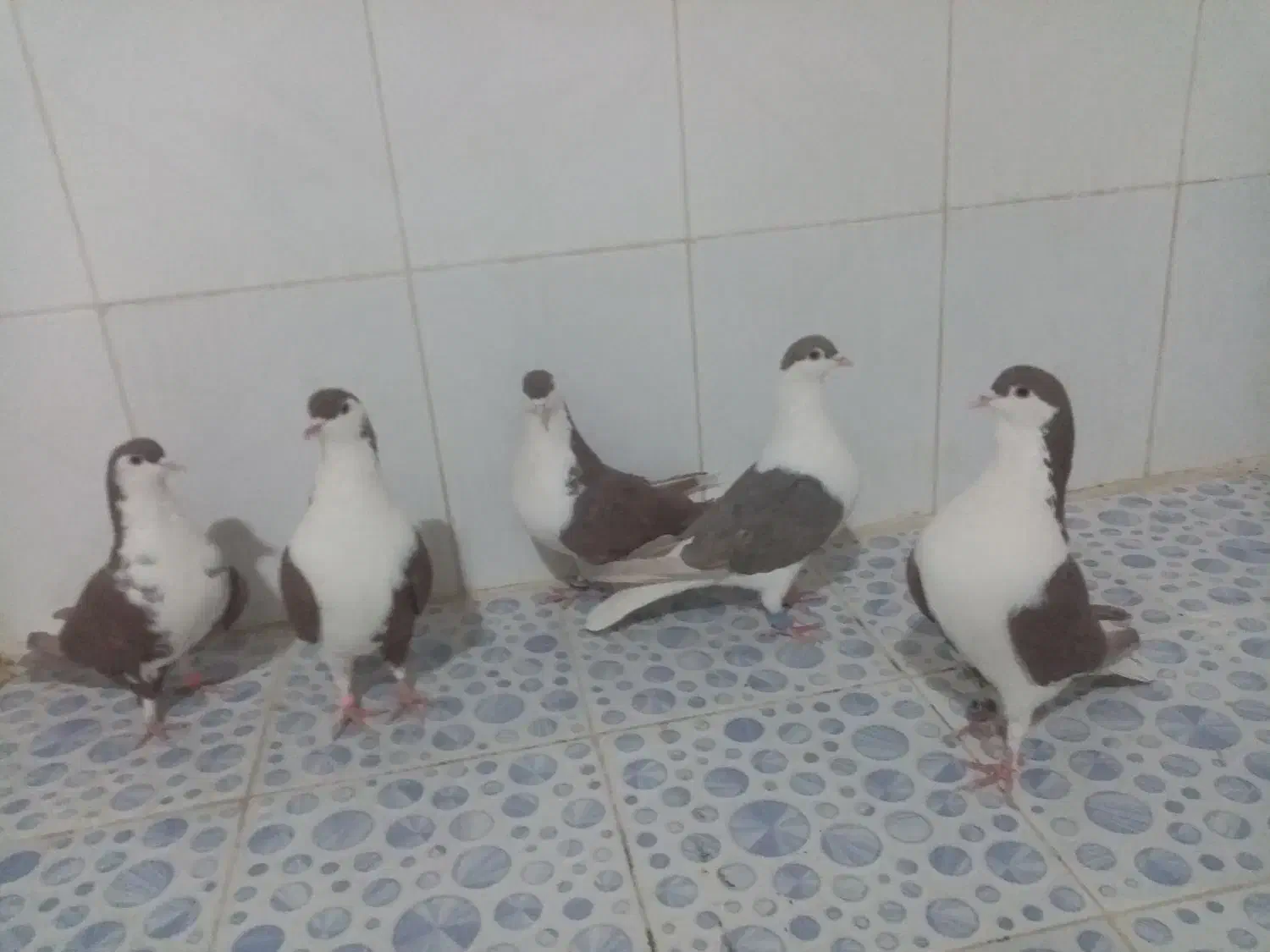 کبوتر|پرنده|زهک, |دیوار