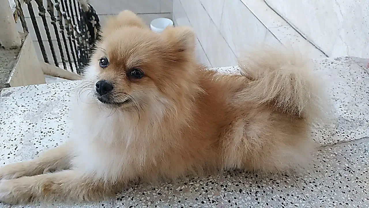 سگ پامرین|سگ|تهران, تهرانپارس شرقی|دیوار