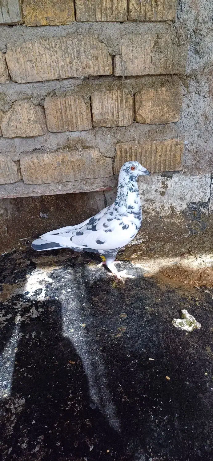 کفتر گلی ماده|پرنده|مرودشت, ژیان|دیوار