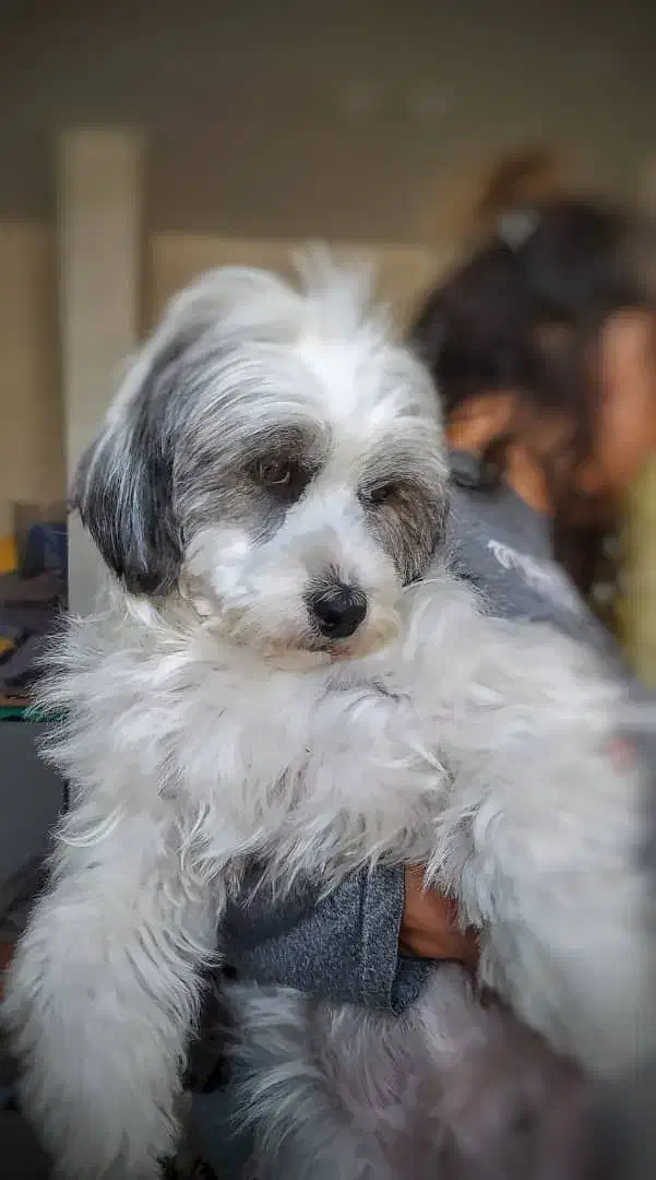 سگ شیتزو تریر ماده باهوش|سگ|لالجین, |دیوار