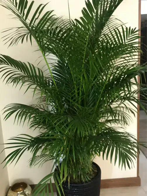 نخل لوکس اریکا ارتفاع ۲.۵۰ بسیارپرشاخه سرحال نایاب|گل و گیاه طبیعی|تهران, صادقیه|دیوار