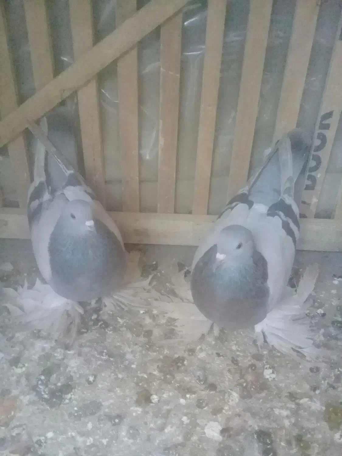 فروش یک جفت کبوتر سوت ابی للهلی نروماده|پرنده|ملکان, |دیوار