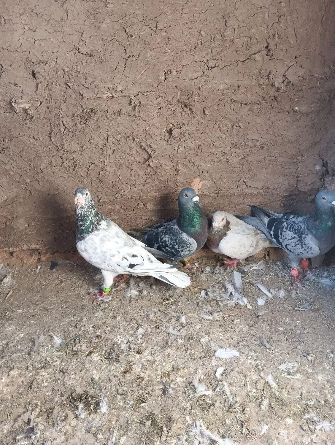 کفترا داورزن|پرنده|داورزن, |دیوار