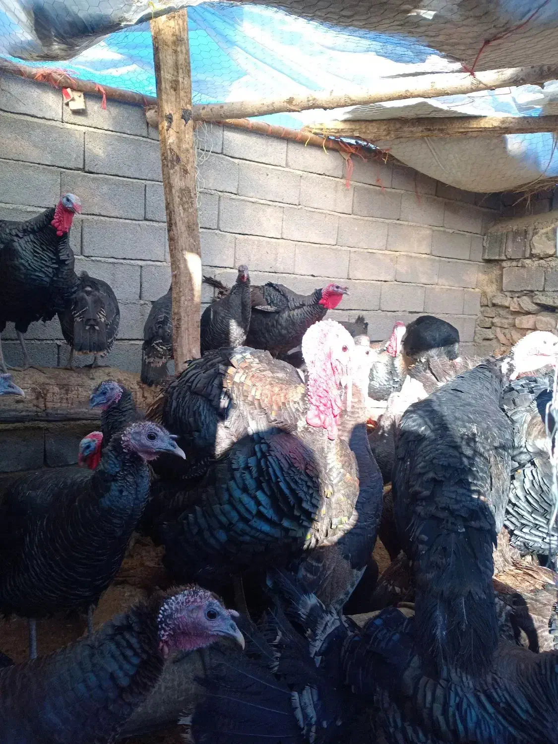 بوقلمون محلی و ارگانیک|حیوانات مزرعه|دهگلان, |دیوار