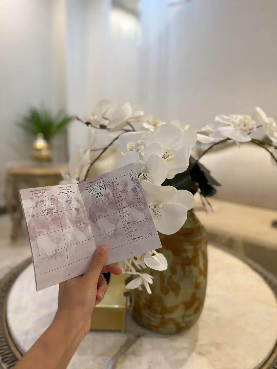 واگذاری سگ  پامر اشپیتز واکسناسیون انگل زدایی شده|سگ|ری, علایین|دیوار