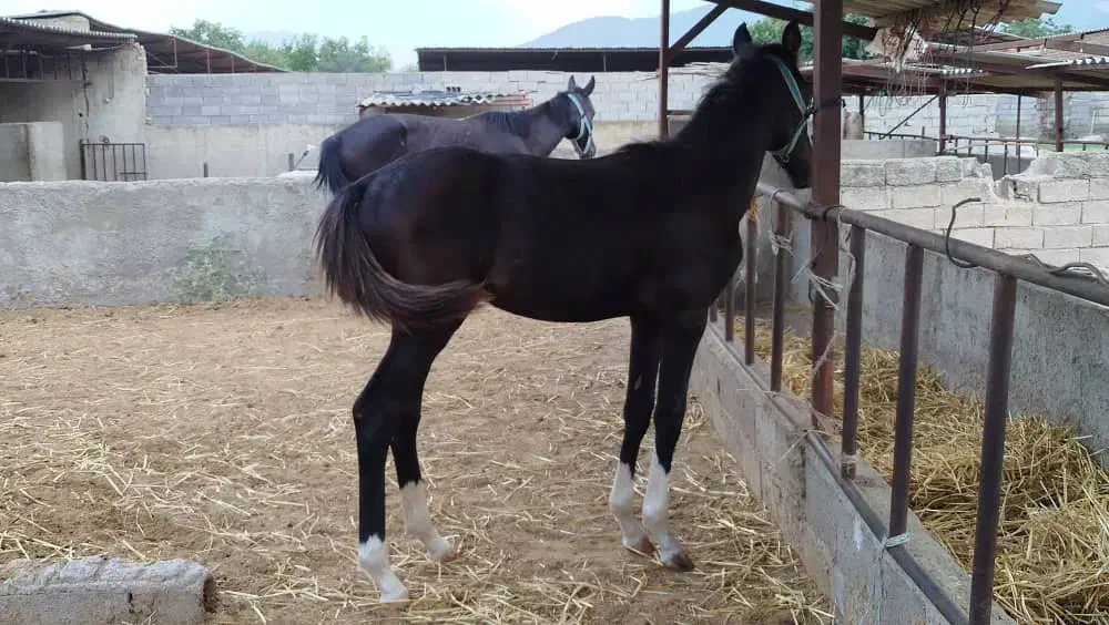 کره اسب ۶ماهه مشکی زیبا|اسب و تجهیزات اسب‌سواری|شیرگاه, |دیوار