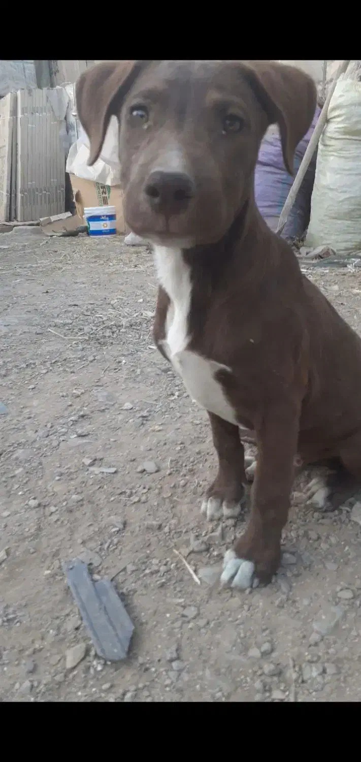 سگ نگهبان ،دمبلانی ،گارد|سگ|باغستان, |دیوار