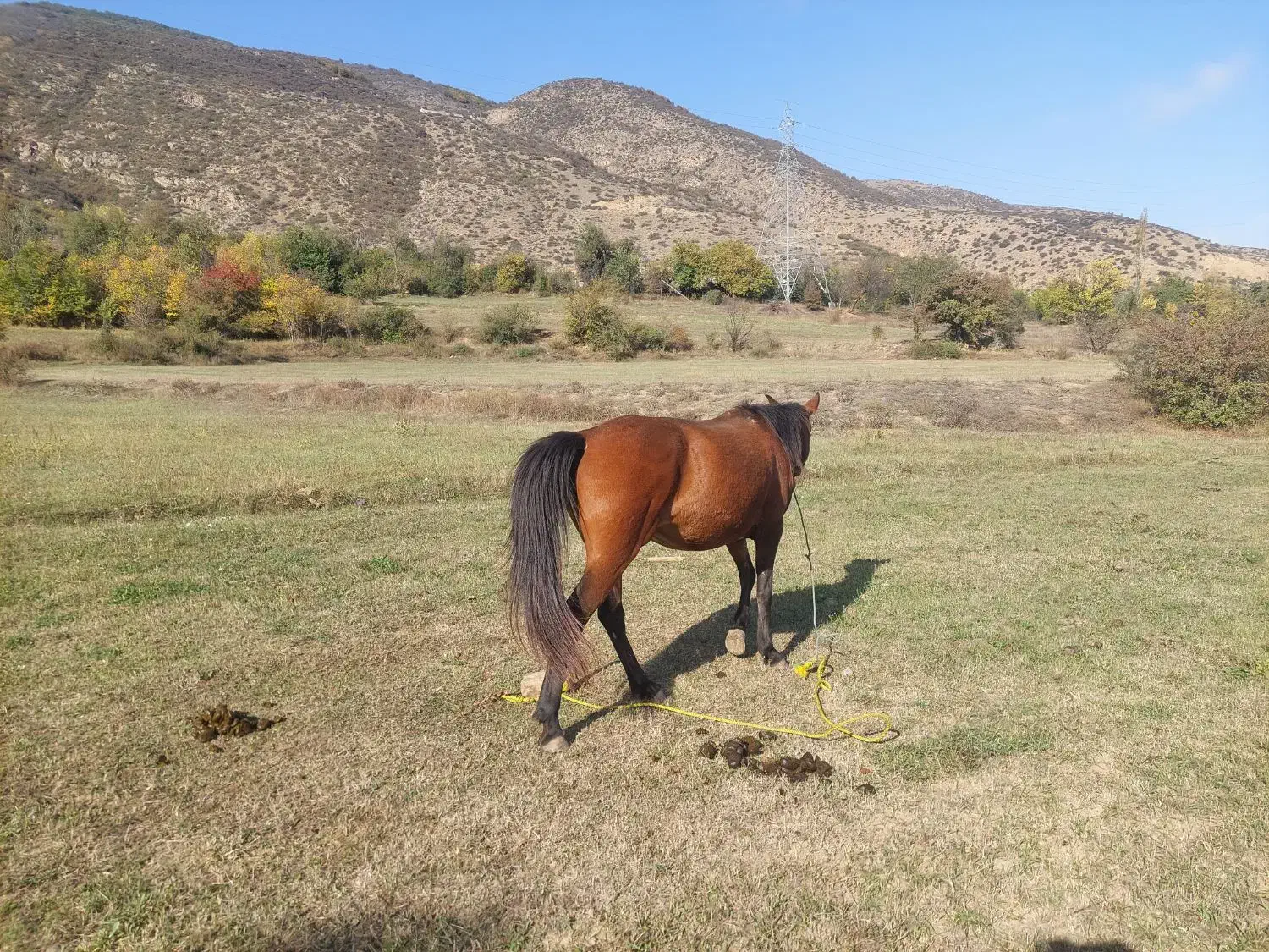 ۲راس اسب|اسب و تجهیزات اسب‌سواری|کجور, |دیوار