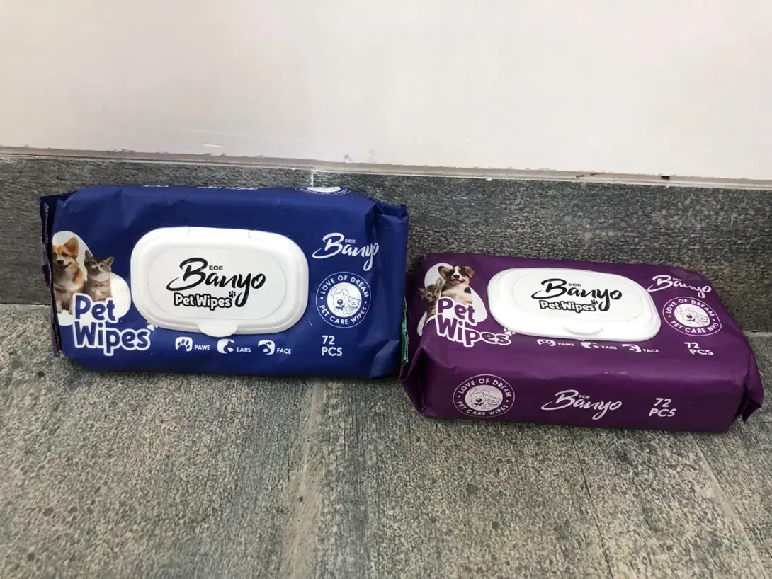 گربه|گربه|کرمانشاه, |دیوار