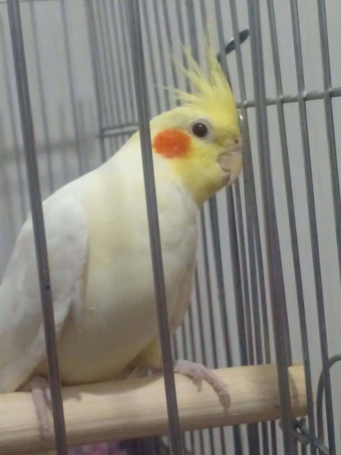 عروس هلندی|پرنده|گیان, |دیوار