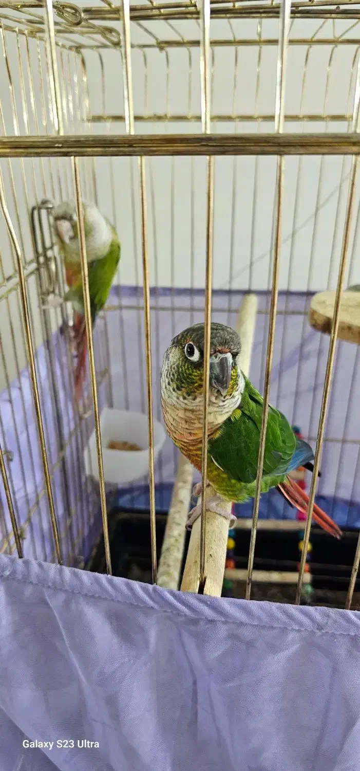 طوطی گرینچیک|پرنده|تهران, مشیریه|دیوار