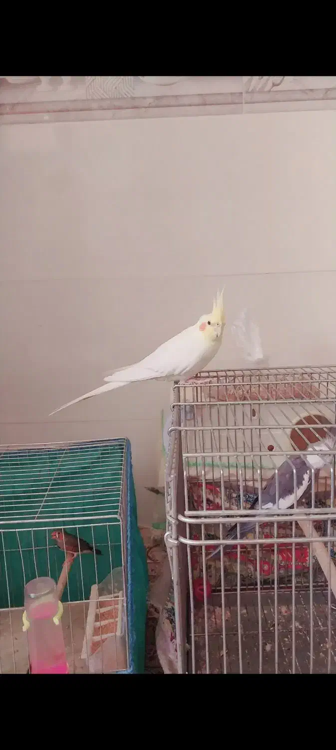 عروس هلندی|پرنده|مرودشت, بیست متری بیمارستان|دیوار