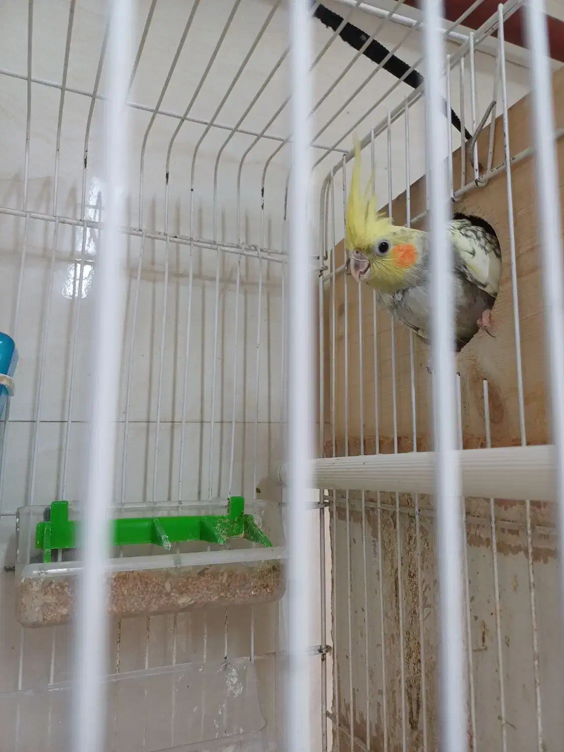 عروس هلندی نرو ماده|پرنده|رشت, حمیدیان|دیوار