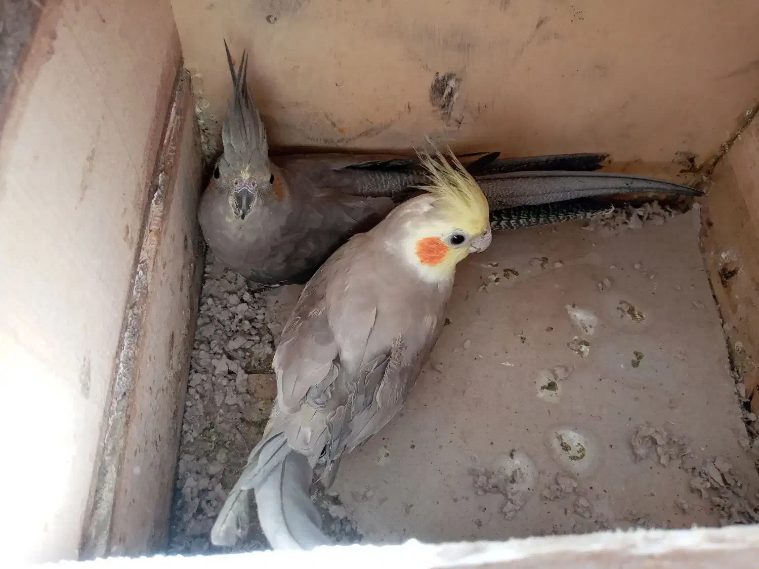 عروس هلندی جفت به شرط جوجه|پرنده|نجف‌آباد, ویلاشهر|دیوار