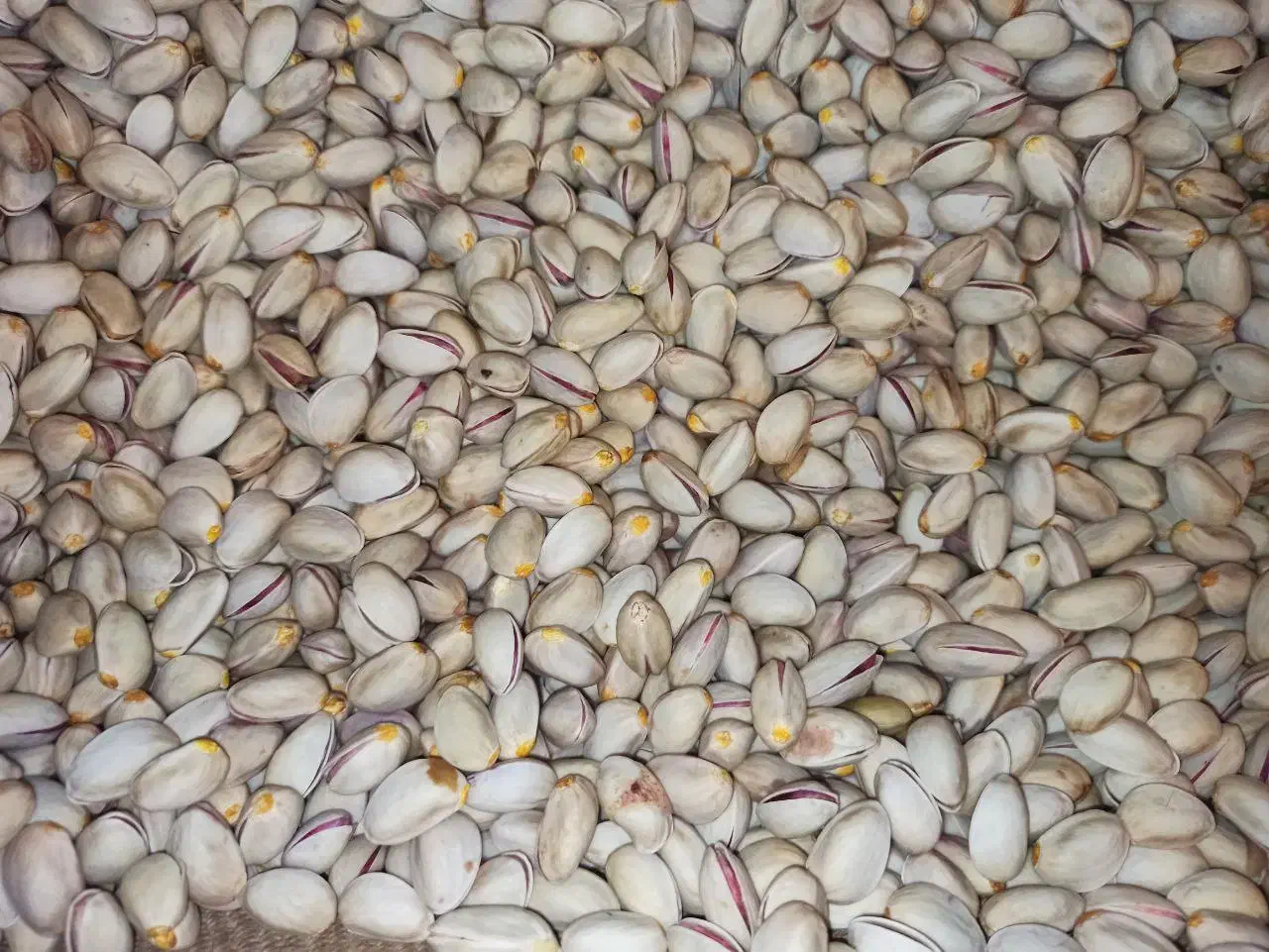 پسته دستچین ارگانیک واعلا بی واسطه|خوردنی و آشامیدنی|درگز, |دیوار