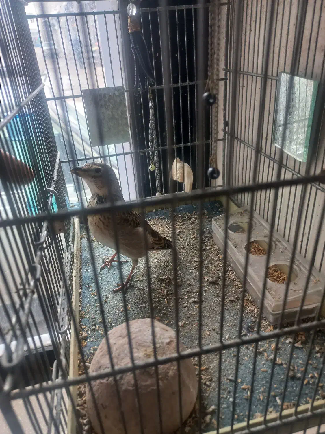 سهره خاکی نر|پرنده|اردبیل, |دیوار