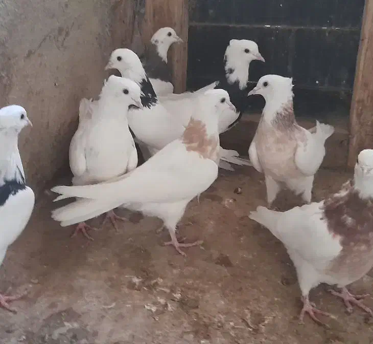 ط‌وقی و نامور|پرنده|لالجین, |دیوار