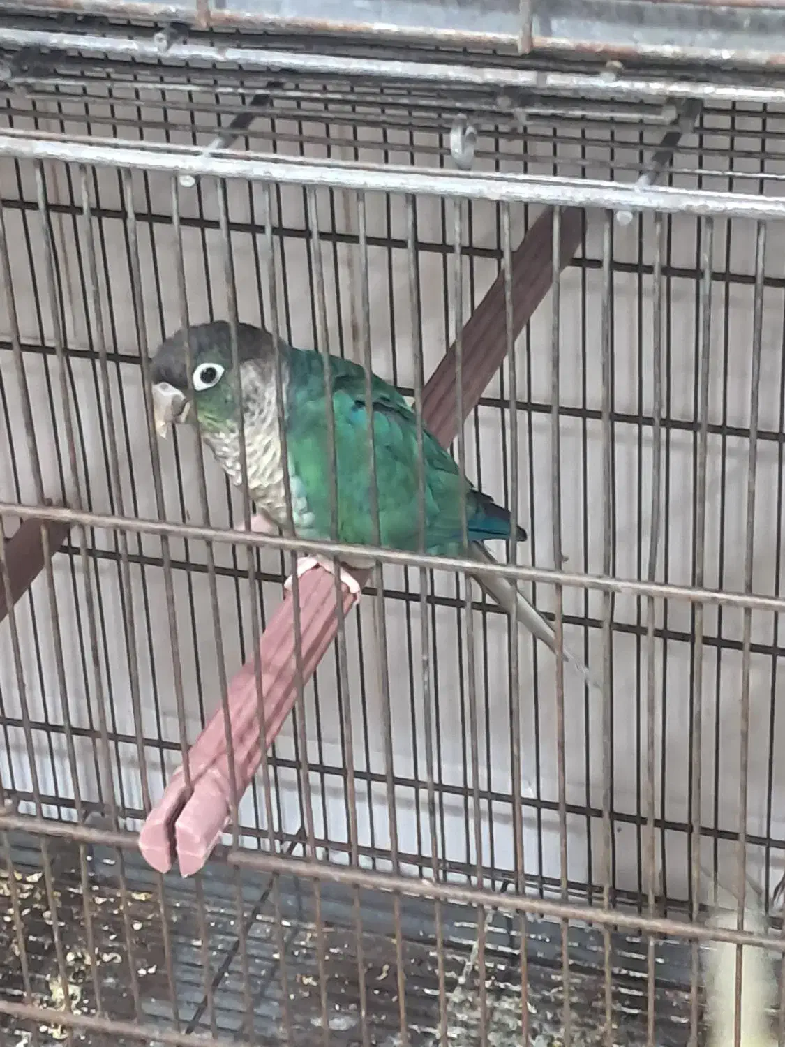 گرینچک و طوطی خورشیدی|پرنده|بندرعباس, |دیوار