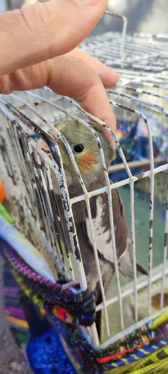 عروس هلندی|پرنده|ایوان, |دیوار